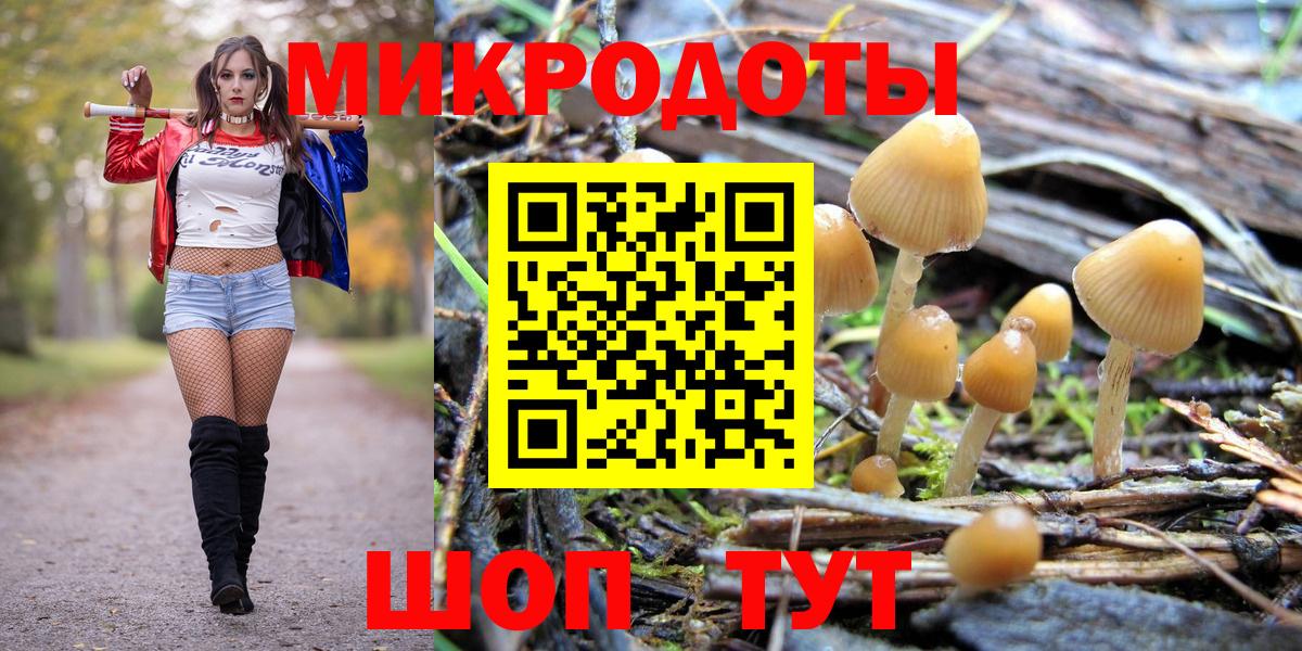 Псилоцибиновые грибы Psilocybe Тамбов